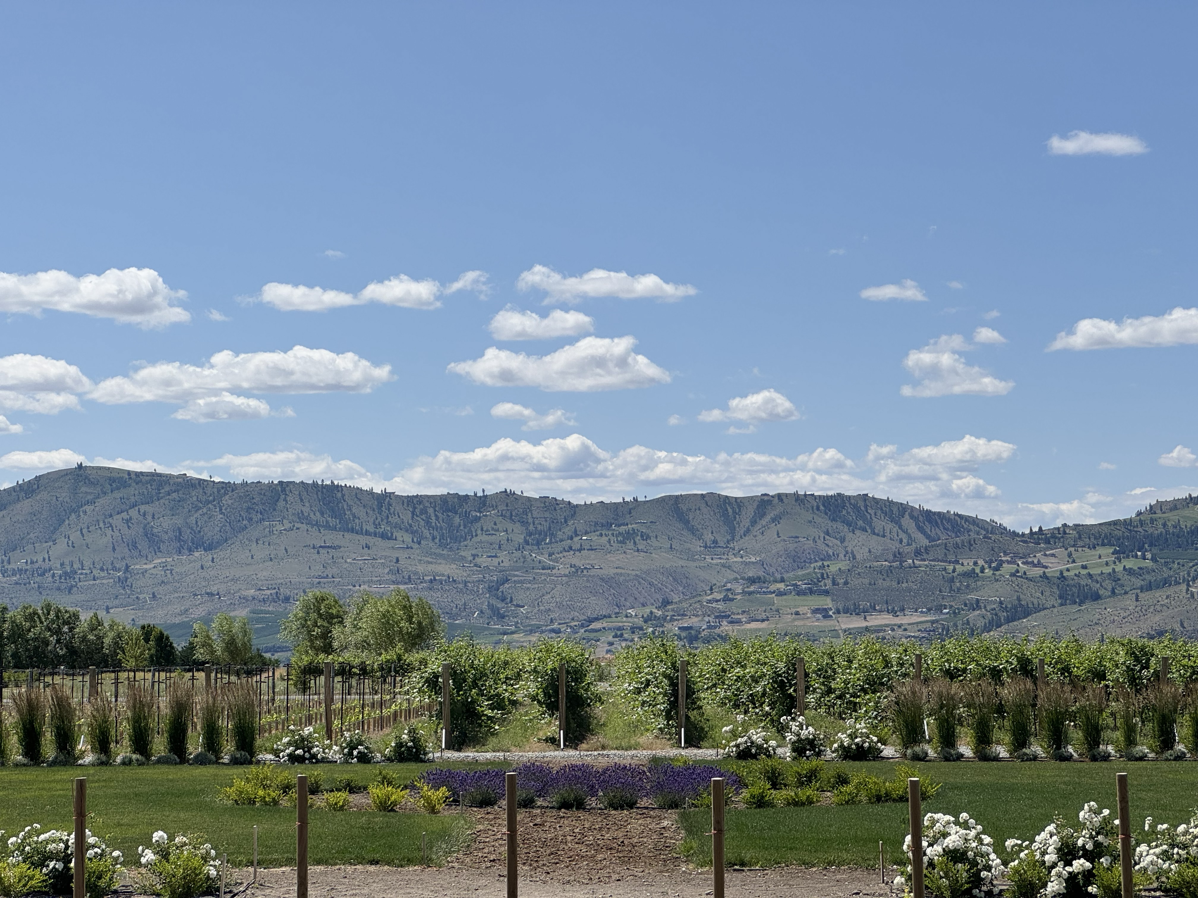 Eigner Estate™ vineyard rows against the Chelan Valley mountains