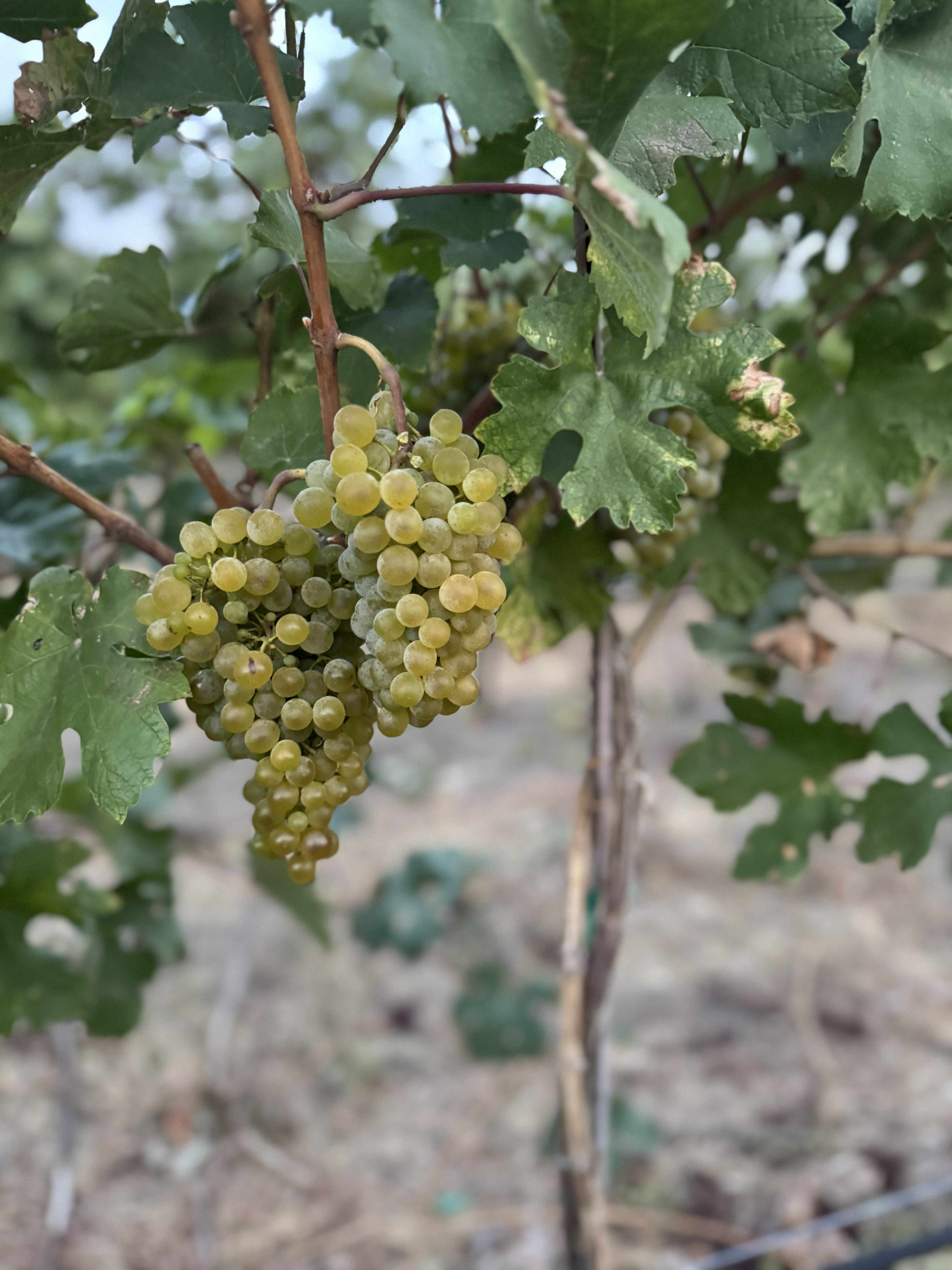 White wine grape cluster at Eigner Estate™, Lake Chelan AVA